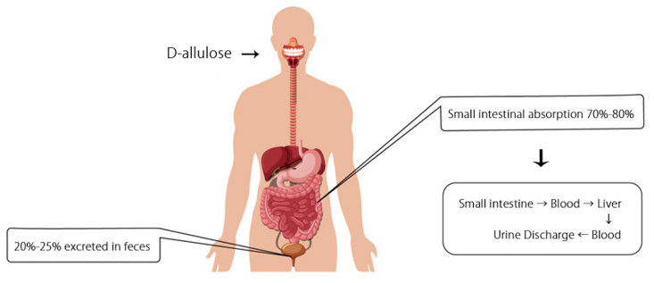 Four core advantages of allulose - why do scientists call it the perfect sugar substitute with "meta(图1) 1-250510111033139.png